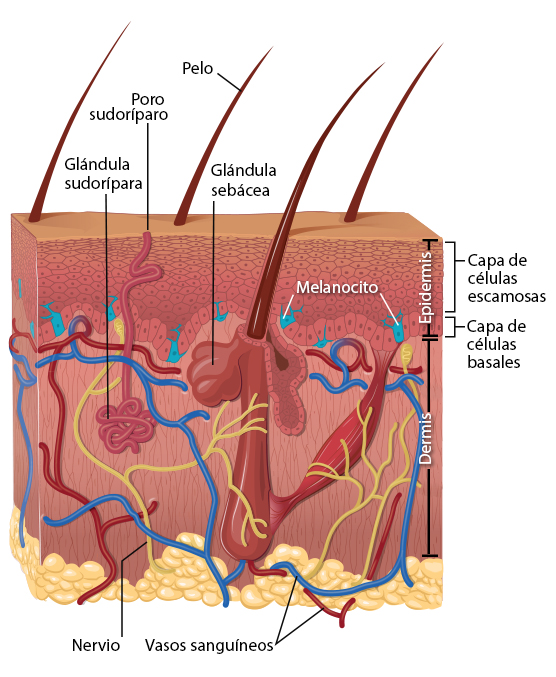 Tipos de células de la piel